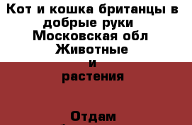 Кот и кошка британцы в добрые руки - Московская обл. Животные и растения » Отдам бесплатно   